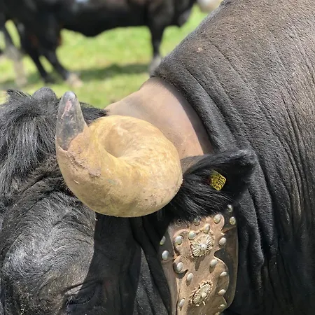 Exclusive Comfy In Crans-montana * Lens