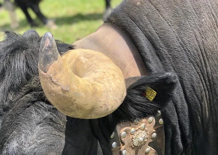 Exclusive Comfy In Crans-montana * Ланс